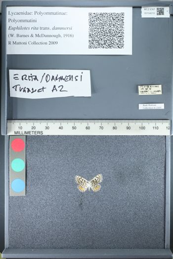 Media type: image;   Entomology 154210